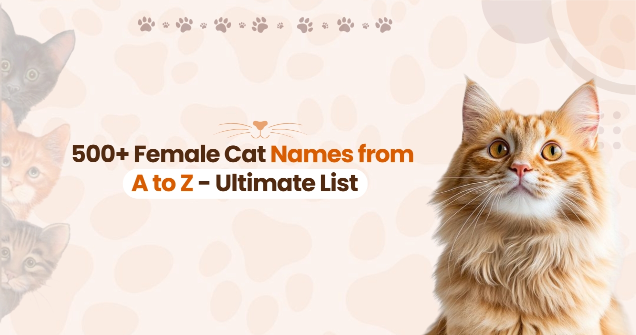 500+ Female Cat Names A–Z | Cute & Unique Ideas