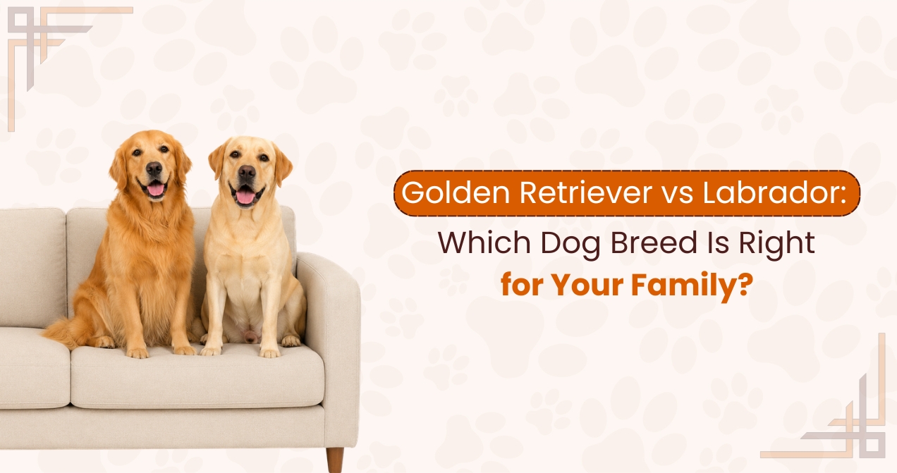 Golden Retriever vs Labrador - Which Dog Breed Is Right for Your Family?
