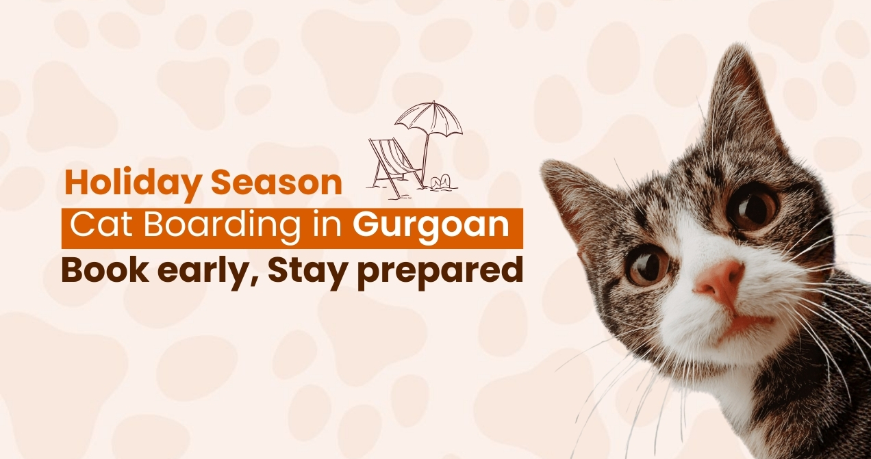 Holiday Season Cat Boarding in Gurgaon: Book Early, Stay Prepared