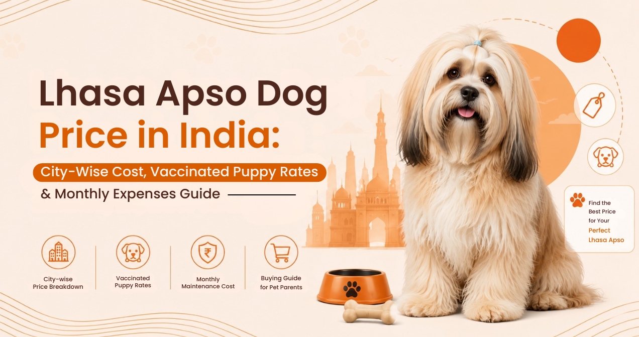 Lhasa Apso Dog Price in India: City-Wise Cost, Vaccinated Puppy Rates & Monthly Expenses