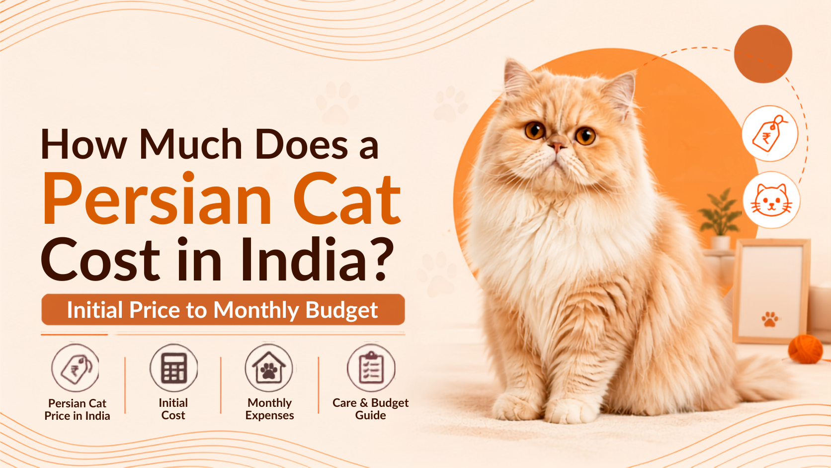 How Much Does a Persian Cat Price in India? Initial Price to Monthly Budget