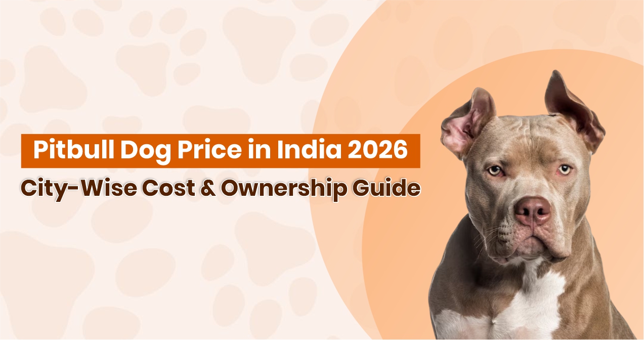 Pitbull Dog Price in India 2026: City-Wise Cost & Ownership Guide